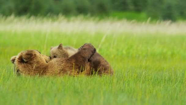 Γυναίκα διατροφή καφέ αντέχουν cubs λιβάδια άγριας φύσης, Αλάσκα, ΗΠΑ — Αρχείο Βίντεο