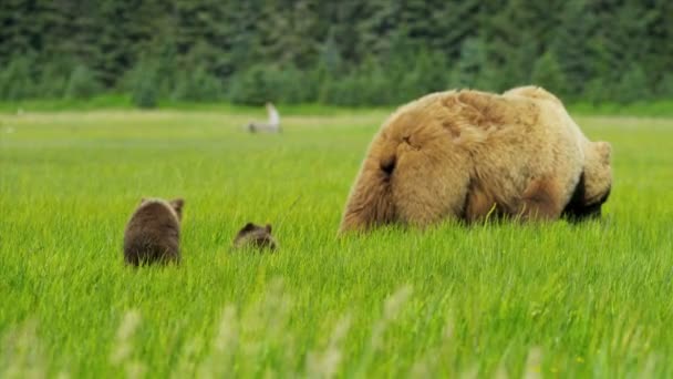 Oso hembra marrón con cachorros jóvenes alimentándose de una rica vegetación, Alaska, EE.UU. — Vídeos de Stock