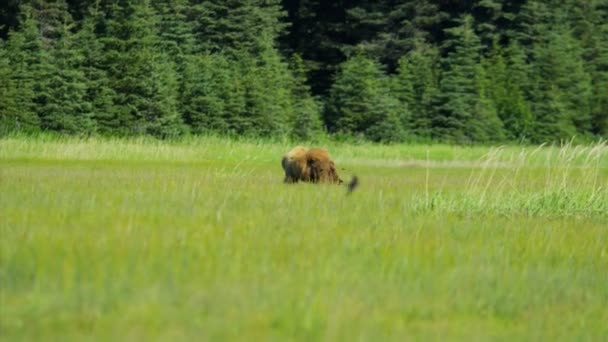 Bruine beer zwervende zomer graslanden nr homer alaska, Verenigde Staten — Stockvideo