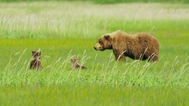 Young Brown Bear cubs relaxing guarded by adult female Wilderness grasslands — Stock Video