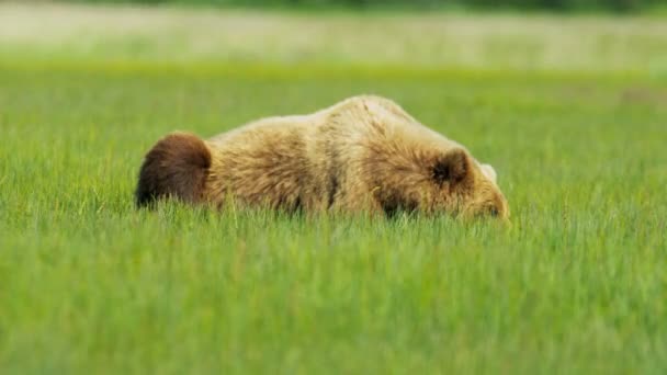 Brun björn vila i sommar vildmark gräsmarker, alaska — Stockvideo