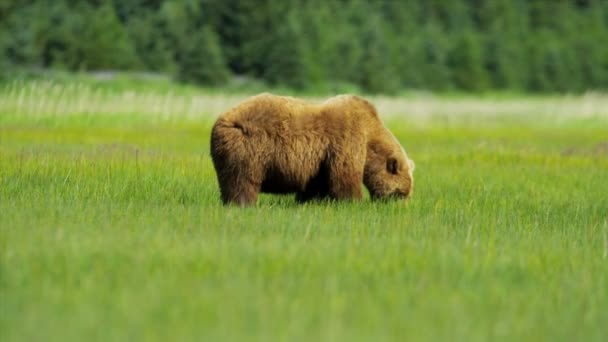Oso marrón Ursus arctos alimentándose de una rica vegetación en Alaska, EE.UU. — Vídeos de Stock