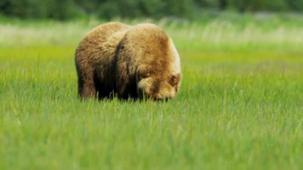 Brown Bear feeding from rich vegetation  Alaska, USA — Stock Video