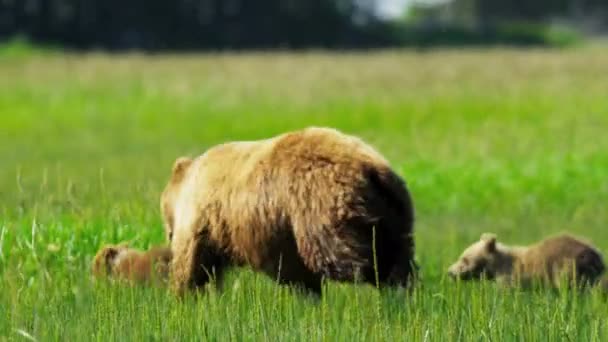 Running Canadian female Brown Bear with cubs, Canada — Stock Video