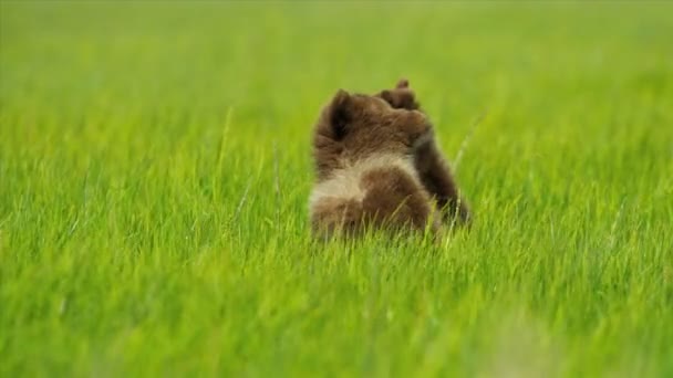 Νεολαίες αντέχουν cubs που παίζει σε λιβάδια με καλοκαίρι εθνικό πάρκο, Αλάσκα — Αρχείο Βίντεο