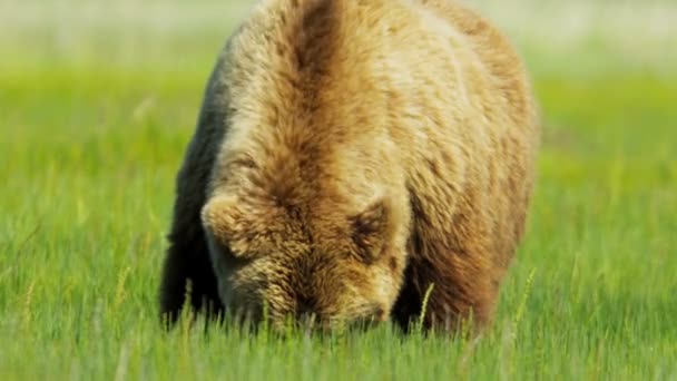 Braunbär in der Wildnis bewegt sich langsam, Kanada — Stockvideo