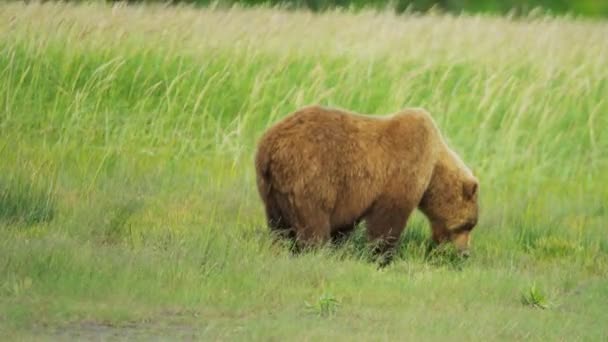 Alaskan Brown Bear Ursus arctos, alimentación, Alaska — Vídeos de Stock