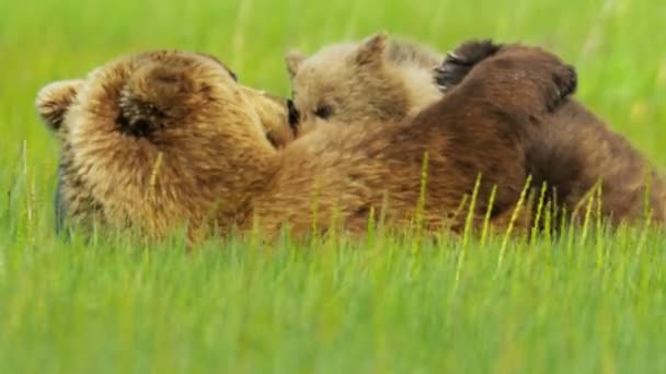 阿拉斯加州阿拉斯加棕色母熊温柔地让幼仔喂的婴儿 视频剪辑