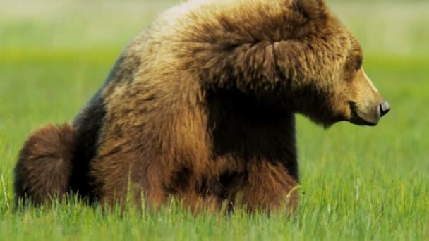 Urso marrom descansando no sol Área selvagem Parque Nacional de Yosemite — Vídeo de Stock