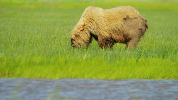 Yaz göl Clark National Park, Alaska zengin bitki örtüsü kahverengi ayı besleme — Stok video