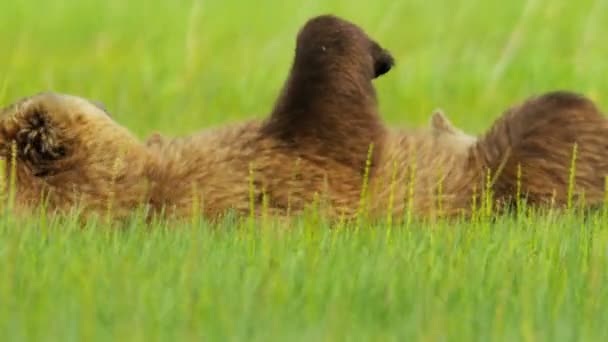 阿拉斯加州阿拉斯加棕色母熊温柔地让幼仔喂的婴儿 — 图库视频影像