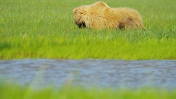 Brunbjörn som livnär sig på rika vegetation i sommaren sjön clark nationalpark, alaska — Stockvideo