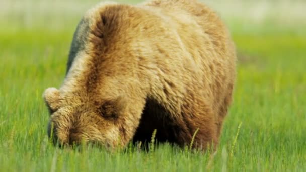 Urso castanho no deserto movendo-se lentamente, Alasca, EUA — Vídeo de Stock