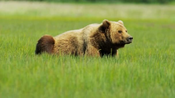 Brown Bear relaxing  Wilderness grasslands — Stock Video