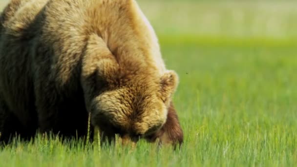 Bruine beer voeden met zomer wildernis vegetatie, yosemite — Stockvideo