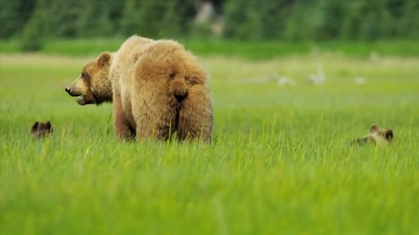 Kvinnliga brunbjörn med unga ungar matning från rika vegetation, yosemite, usa — Stockvideo