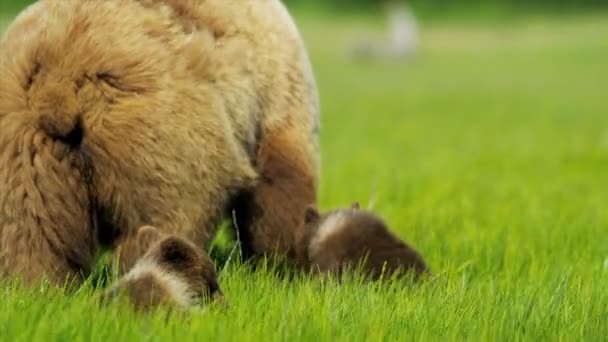 Duże bear kobiece młody szczeniaki karmienia z bogatą roślinnością, alaska, Stany Zjednoczone Ameryki — Wideo stockowe