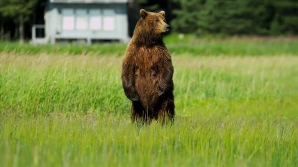 Női barna medve ursus arctos, tartás őr, mint ő játékos kölykök Alaszka, usa — Stock videók