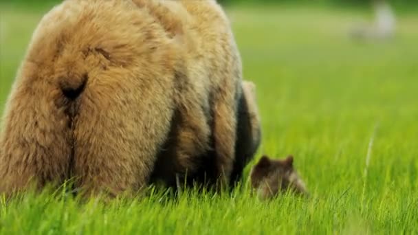 Oso hembra grande con cachorros jóvenes alimentándose de una rica vegetación, Yosemite, EE.UU. — Vídeo de stock