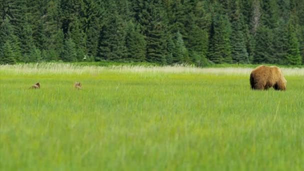 女性夏の時間、アラスカ、米国は餌に近づいてリラックス ヒグマ カブス — ストック動画