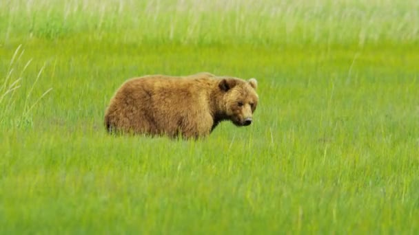 Bärin ursus arctos mit jungen Jungen, die sich von der Vegetation alaska, USA, ernähren — Stockvideo