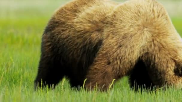 Urso Castanho na Alimentação Selvagem, Alaska, EUA — Vídeo de Stock