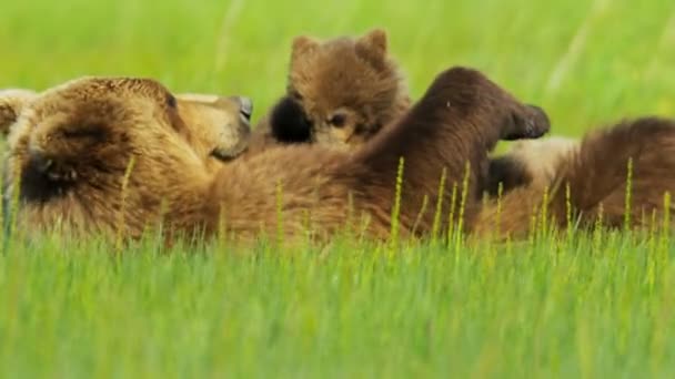 Filhotes de urso marrom fêmea e bebê relaxantes enquanto alimentam o Alasca, EUA — Vídeo de Stock