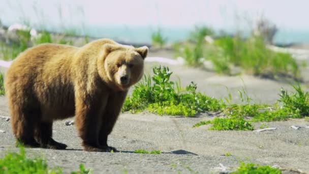 Бурий ведмідь, насолоджуючись момент відпочити в пустині Канади — стокове відео