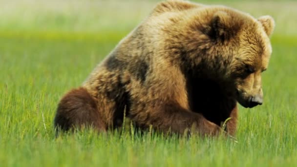 Grande urso marrom do Alasca descansando no sol de verão, Alasca, EUA — Vídeo de Stock