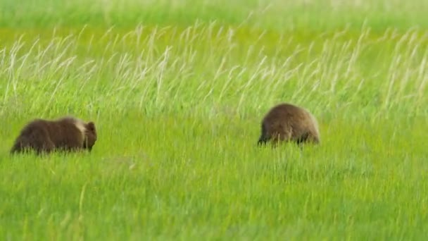 Medvěd hnědý mladých mláďata a dospělé samice Wilderness lučiny — Stock video