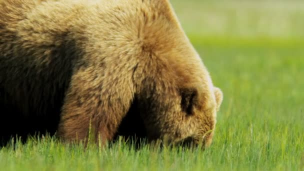 Niedźwiedź brunatny karmienia na lato bezdroża roślinności, alaska — Wideo stockowe