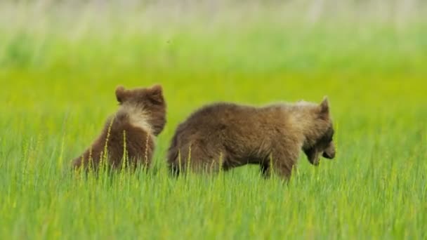 Young Brown Bear cubs on Wilderness grasslands, Alaska, USA
