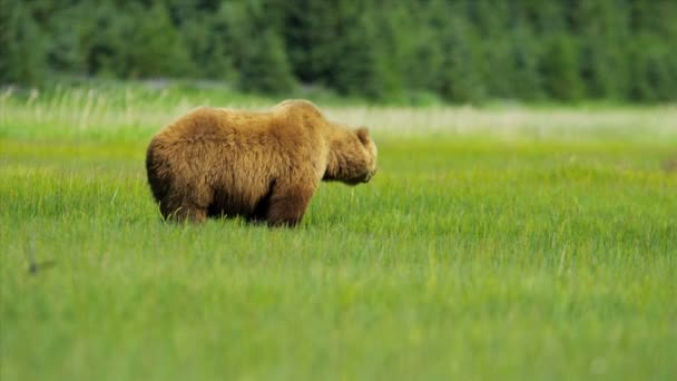 Alimentação do urso fêmea do verão rico da vegetação, Alaska, EUA — Vídeo de Stock