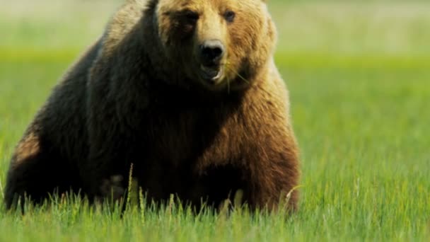 Niedźwiedź brunatny Alaskan odpoczynku pustyni, Stany Zjednoczone Ameryki — Wideo stockowe