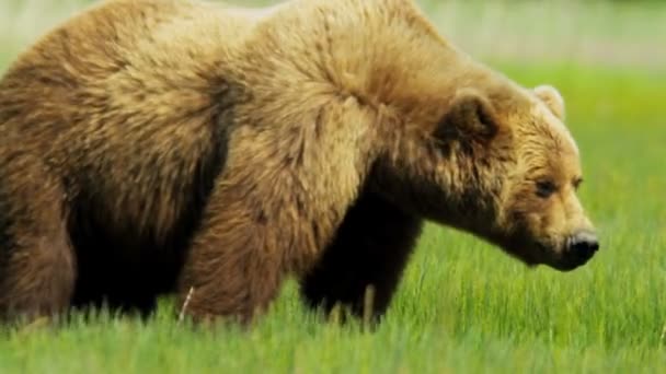 Oso marrón en el desierto moviéndose lentamente, Alaska, EE.UU. — Vídeo de stock