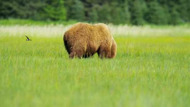 Oso marrón Ursus arctos alimentándose de una rica vegetación — Vídeos de Stock