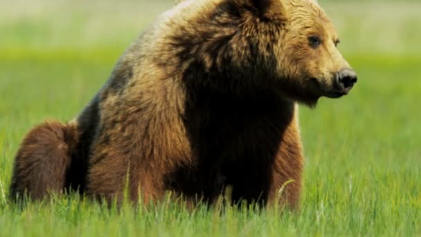 Urso marrom descansando hora de verão após a alimentação — Vídeo de Stock