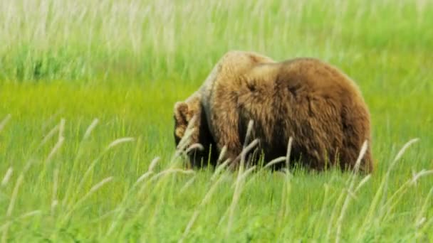 Braunbär füttert alaska, USA — Stockvideo