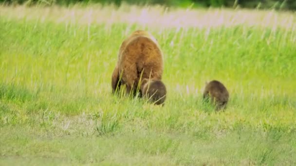 Ženské medvěd hnědý s mláďata divočiny lučiny — Stock video