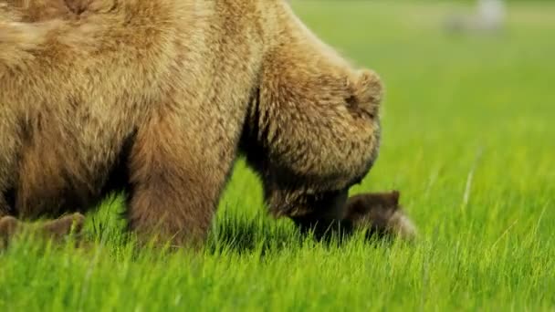 Brown female Bear with young cubs feeding from rich vegetation, Alaska, USA — Stock Video