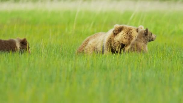 棕色母熊与小熊荒野草地，阿拉斯加，美国 — 图库视频影像