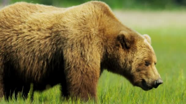 Bruine beer in de wildernis voederen van alaska, Verenigde Staten — Stockvideo