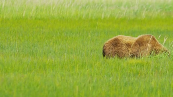 Cachorros de oso marrón joven y pastizales salvajes hembra adulta — Vídeos de Stock