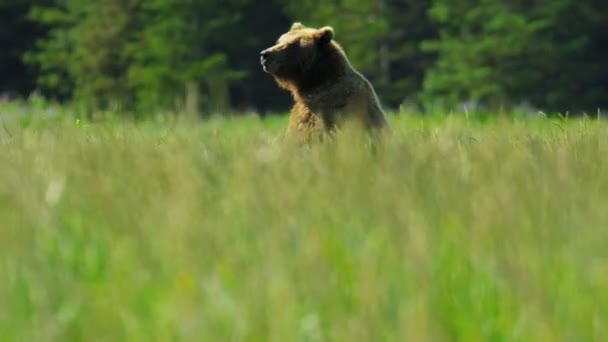 Brown female Bear upright and aware before running grasslands — Stock Video