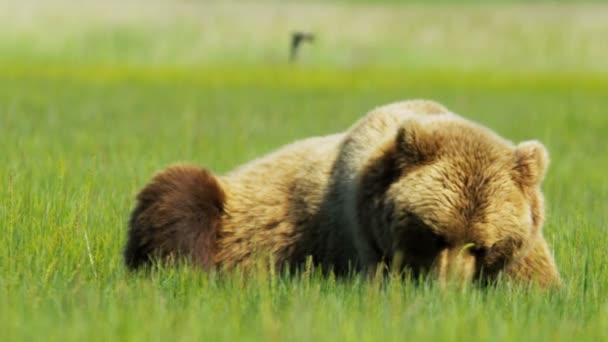 Большой коричневый медведь отдыхает под летним солнцем — стоковое видео