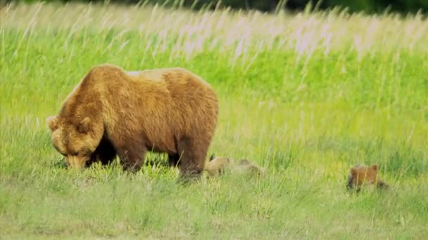 Urso Feminino com filhotes alimentando-se de vegetação de verão, Alasca, EUA — Vídeo de Stock