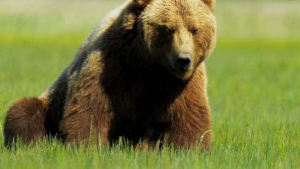 Duży niedźwiedź brunatny, odpoczynek w promieniach słońca — Wideo stockowe