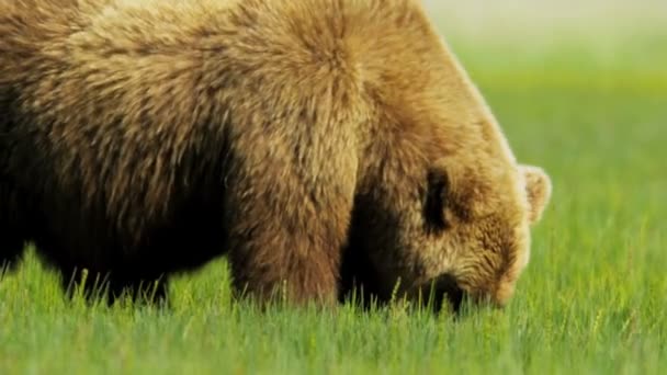Large Brown Bear feeding in summer on Wilderness grasslands — Stock Video