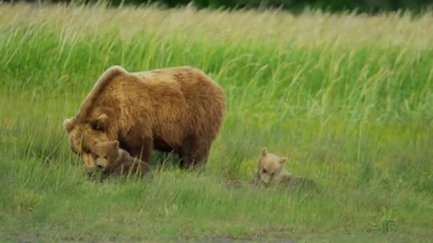 Oso pardo hembra con cachorros alimentándose de vegetación, Alaska, EE.UU. — Vídeo de stock