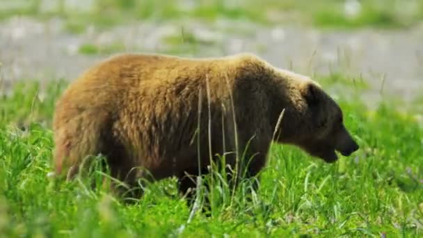 Brown Bear enjoying a moment relaxing in the Wilderness, Yosemite — Stock Video